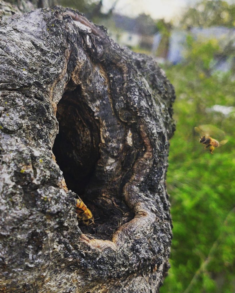 Honeybee colony in a tree
