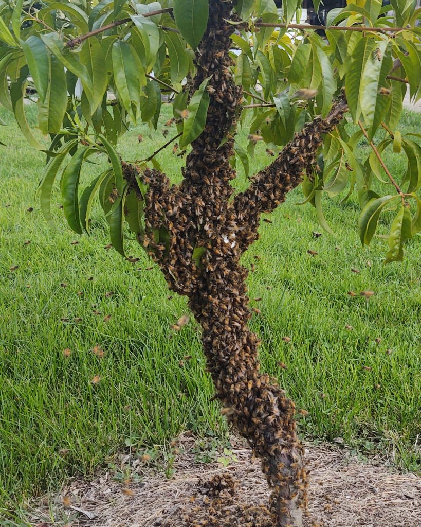 Honeybee swarm on a peach tree