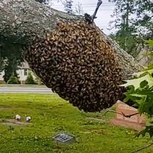 Swarm Catching