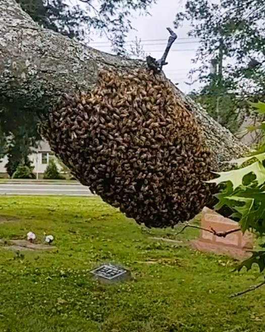 Honeybee swarm on an oak tree