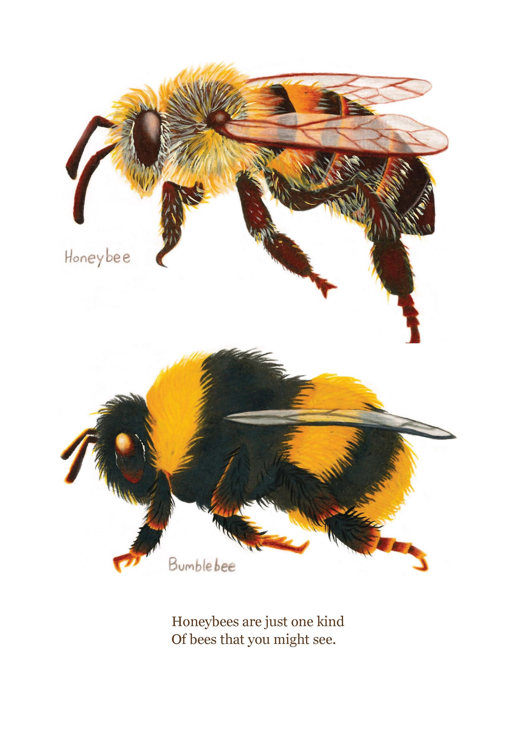 Don't Fear the Bees - Signed Copy - Image 5